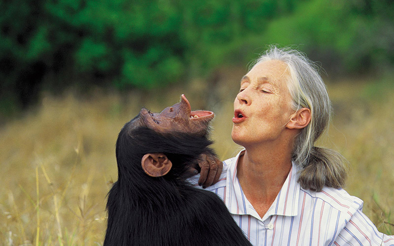 Dr. Jane Goodall DBE