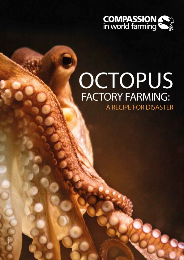 Oktopus-Fabrik-Farming